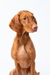 © Anna - A dog of the Hungarian Vizsla breed on a white background with bread