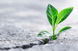 © Emanuel - Plant growing through a crack in concrete in an office, symbolizing personal growth