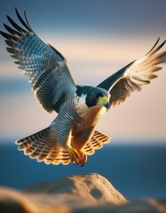 Wall Mural - Peregrine falcon flying in the mountains 