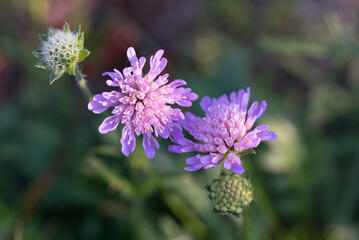 Wall Mural - Field scabious, .Knautia arvensis flowers closeup selective focus