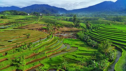 Wall Mural - Beautiful morning view indonesia. Panorama Landscape paddy fields with beauty color and sky natural light