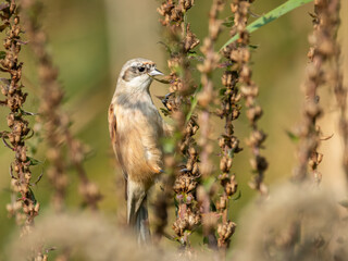 Poster - Eurasian penduline tit looking for food in the reed