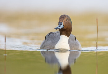 Wall Mural - Northern pintail - male bird at a small pond in spring