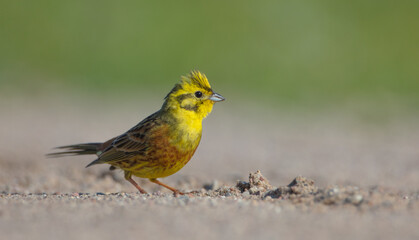 Wall Mural - Yellowhammer  - male in summer