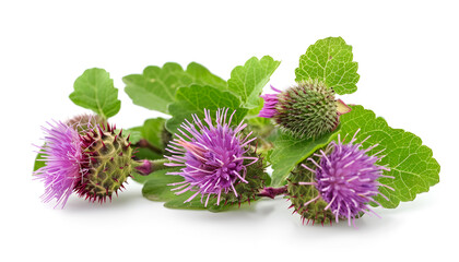 Canvas Print - milk thistle flower isolated on white background. Top view. Flat lay pattern