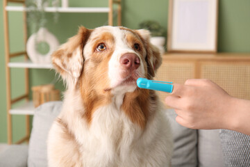 Wall Mural - Cute Australian Shepherd dog and owner hand with toothbrush at home