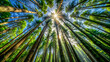 © Albaloshi - Breathtaking aerial view of a sun-drenched forest with towering trees. Vibrant green canopy and sunlight rays illuminate a majestic forest. Serene forest landscape with tall trees