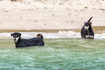 Wall Mural - The black dogs on the sea