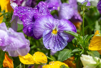 Poster - Purple flowers in drops of water