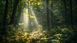 © Oulailux - The sun is shining through the trees, casting a warm glow on the forest floor
