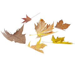 Wall Mural - leaves leaf isolated background flying blowing in the air - 3d rendering