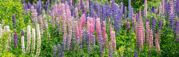 Wall Mural - Lupine flowers in nature. Close-up