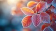 © Lubos Chlubny - Frozen red leaves glowing in morning winter sunlight