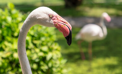 Sticker - Portrait of a pink flamingo in the park