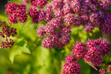 Sticker - Close-up of a pink flower in nature