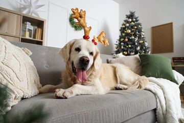 Wall Mural - Cute Labrador dog in reindeer horns lying at home on Christmas eve