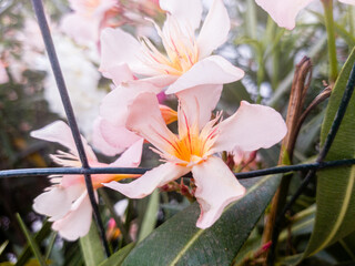 Wall Mural - Petal of blooming white oleander