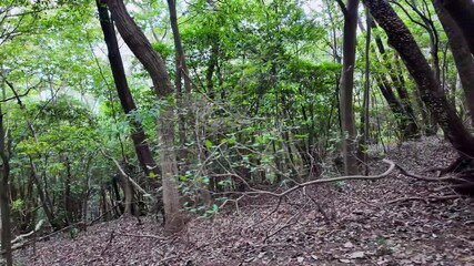 Leinwandbilder - 森林の風景