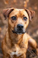 Poster - A brown dog with blue eyes sitting in the woods