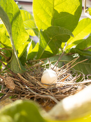 Bird Nest with Eggs Among Green Leaves.