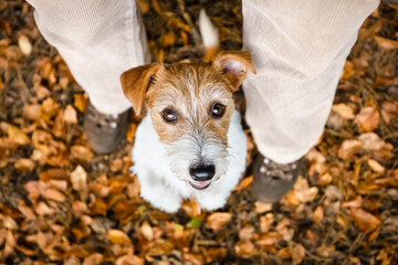 Wall Mural - Cute happy funny dog puppy looking between owner's legs in the autumn forest. Pet walking, hiking background.