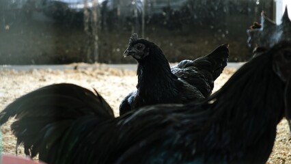 Wall Mural - Completely black rooster and hens walk in a chicken coop. A henhouse farm. Ayam cemani breed close up. Livestock and farming