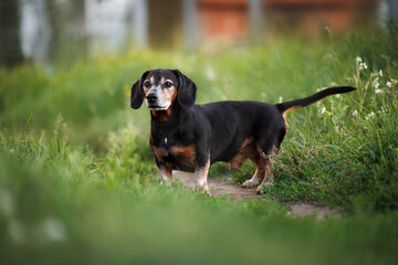 Wall Mural - old dachshund dog standing on grass outdoors in summer