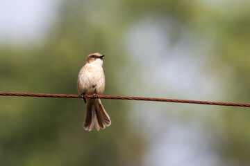 Wall Mural - female grey bush chat or Saxicola ferreus in Binsar, Uttarakhand, India