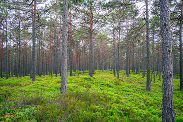  Frischer grüner Nadelwald in Schweden