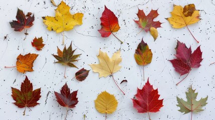 Poster - Assortment of colorful autumn leaves on a white surface