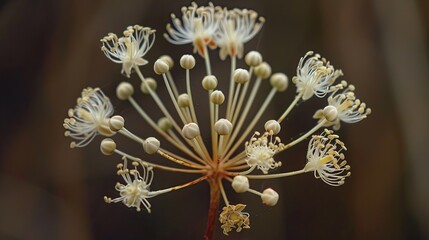 Phylica pubescens Each branch ends in a flattened flowerhead comprising rings of feathery bracts amongst which the tiny flowers nestle These flowers are white with long brownish tips