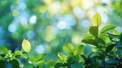 Summer background of blue and green blurred foilage and sky with bright bokeh Blurry abstract summer background Natural green leaves using as cover page greenery environment ecology ba : Generative AI