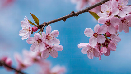 Poster - Springtime Cherry Blossom Background