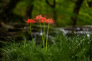 Wall Mural - Summer view of four Red Spider Lily with red flowers and green stems against creek of Seonunsa Temple near Gochang-gun, South Korea
