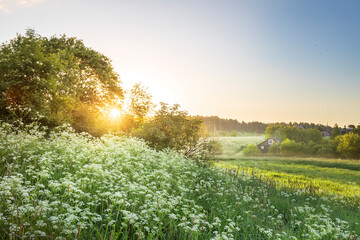 Wall Mural - a field of white flowers with a bright sun in the sky