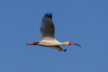 Wall Mural - ibis in flight