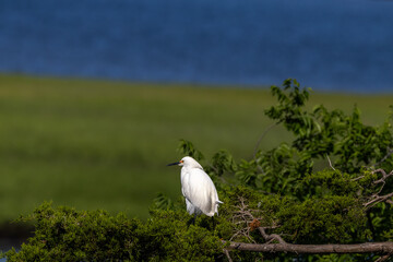 Canvas Print - white heron ardea cinerea