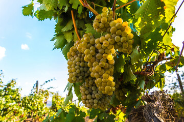 Wall Mural - Ripe grapes