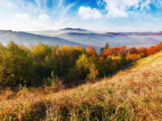 Sticker - carpathian mountain landscape of ukraine in autumn. trees on the grassy hills in fall colors. countryside scenery in morning light. rural valley in foggy distance