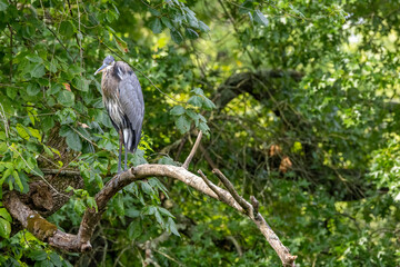 Wall Mural - great blue heron