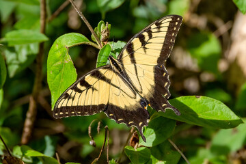 Poster - butterfly on leaf