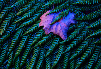 Maple leaf on textured tree fern in vibrant colors