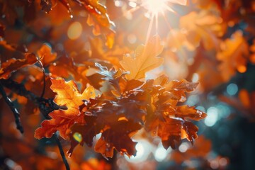 Canvas Print - Sunlight filtering through vibrant orange autumn oak leaves with a dreamy, backlit ambiance.