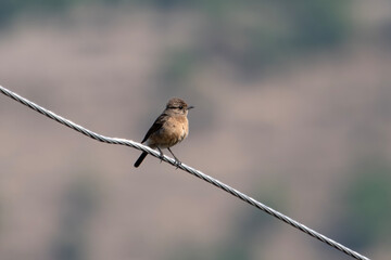 Wall Mural - female pied bush chat or Saxicola caprata in Binsar, Uttarakhand, India