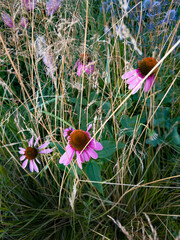 Wall Mural - A detailed close-up shot of vibrant pink wildflowers surrounded by tall, dry grass. The focus on the flowers and the mix of textures from the grass create a captivating, natural scene. Ideal for