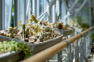 Wall Mural - Various sorts of cacti and succulents in a greenhouse. Different species of tropical plants and flowers in botanical garden of Tartu, Estonia