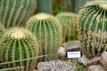 Wall Mural - Various sorts of cacti and succulents in a greenhouse. Different species of tropical plants and flowers in botanical garden of Tartu, Estonia