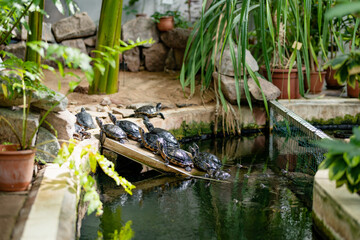 Wall Mural - Turtles in artificial pond in a greenhouse. Different species of tropical plants and flowers in botanical garden of Tartu, Estonia