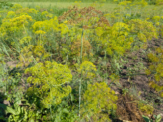 Wall Mural - Dill umbel inflorescences with flowers and unripe seeds on field