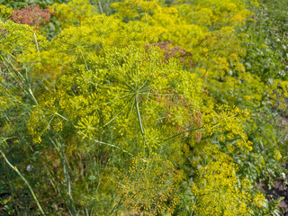 Wall Mural - Dill umbel inflorescences with flowers and unripe seeds on field